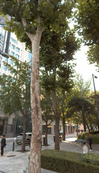 tree photo