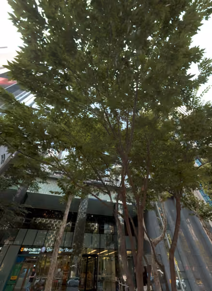 tree photo