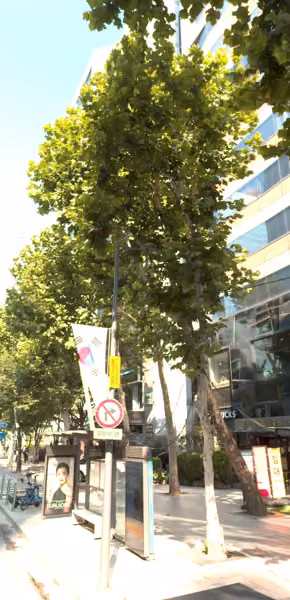 tree photo
