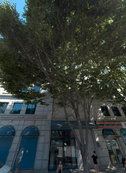 tree photo