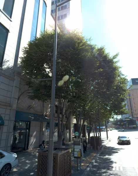 tree photo