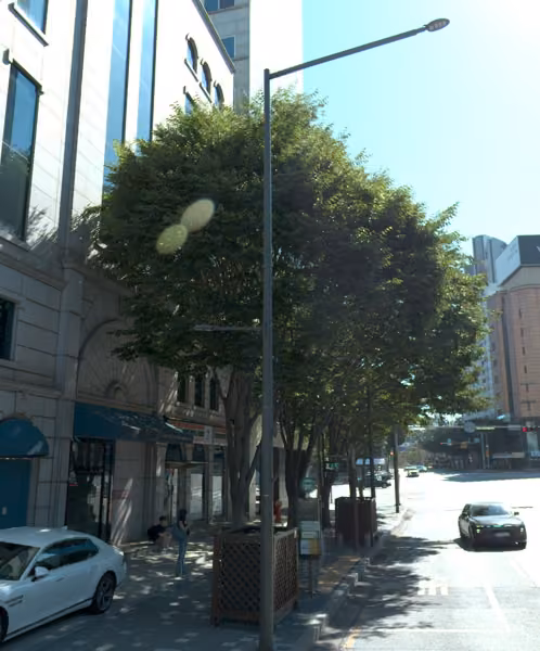 tree photo
