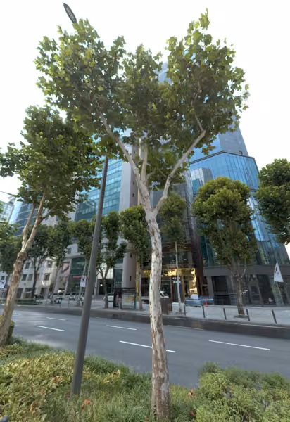 tree photo