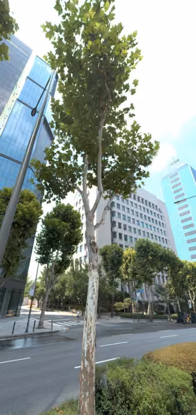 tree photo