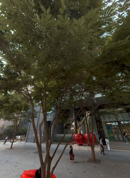 tree photo