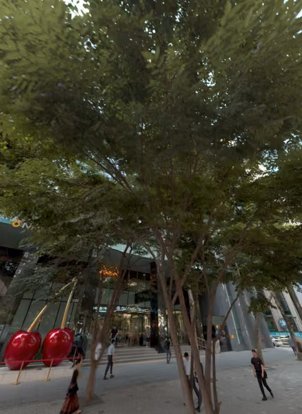 tree photo