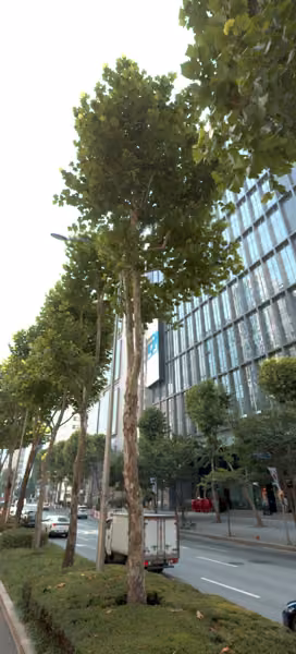 tree photo