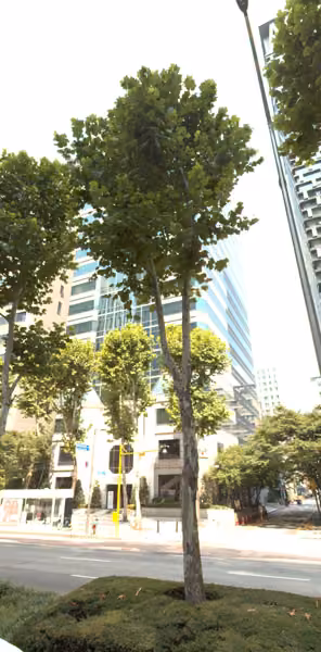 tree photo