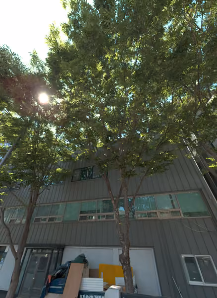 tree photo