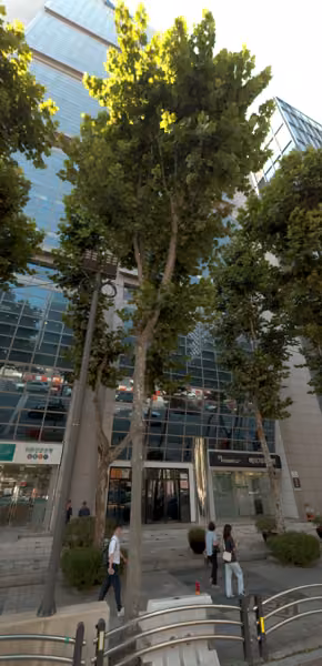 tree photo