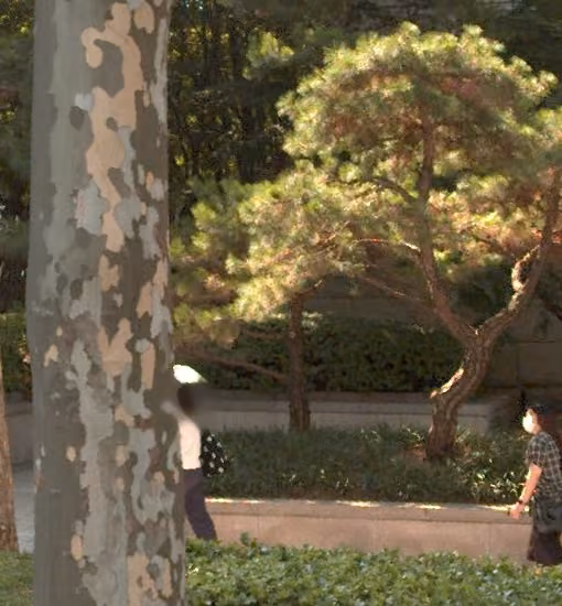 tree photo