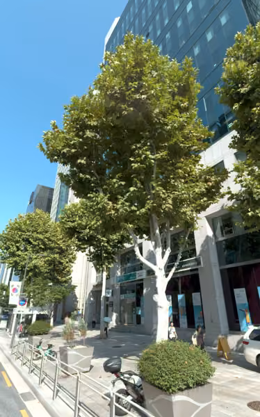 tree photo