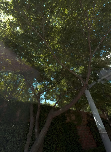 tree photo