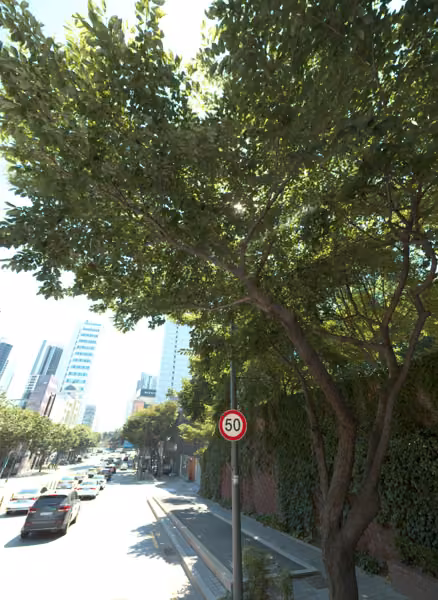 tree photo