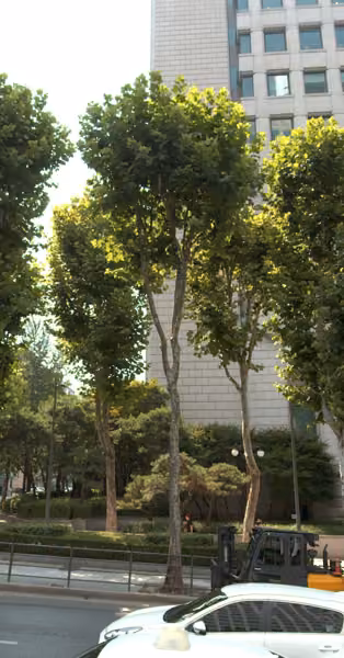 tree photo