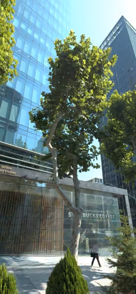 tree photo