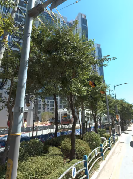 tree photo