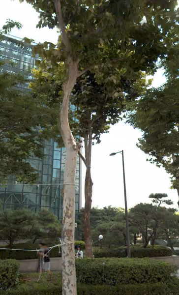 tree photo