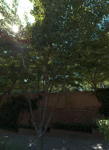 tree photo