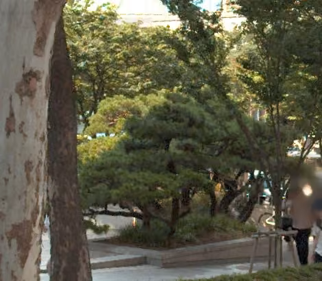 tree photo