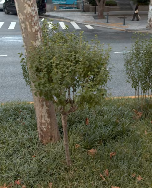 tree photo
