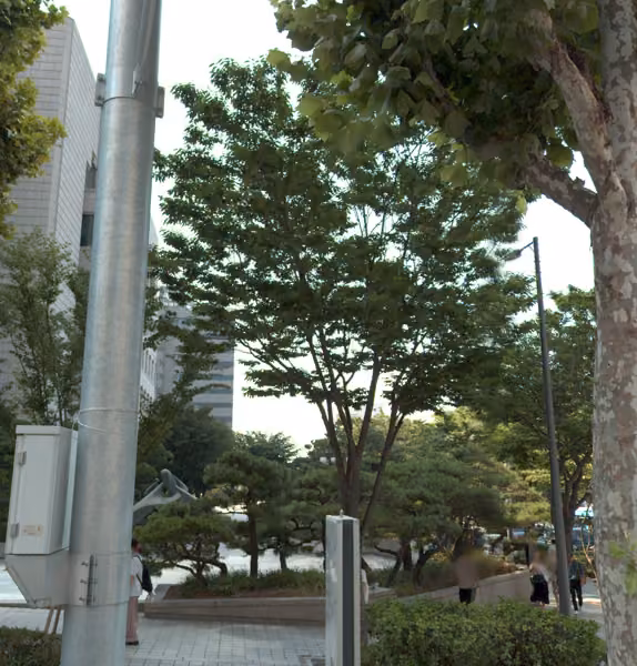 tree photo