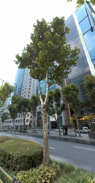 tree photo