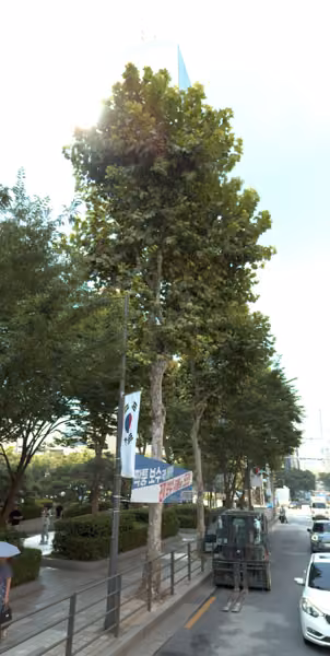 tree photo