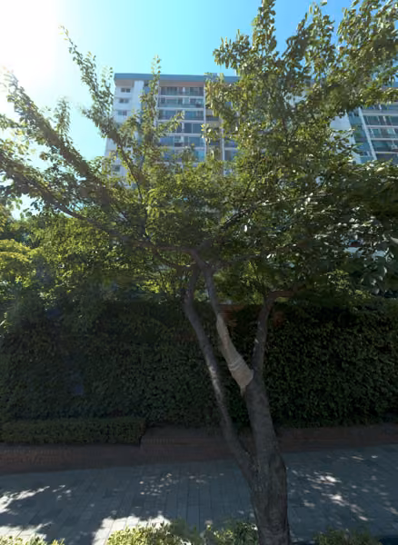 tree photo