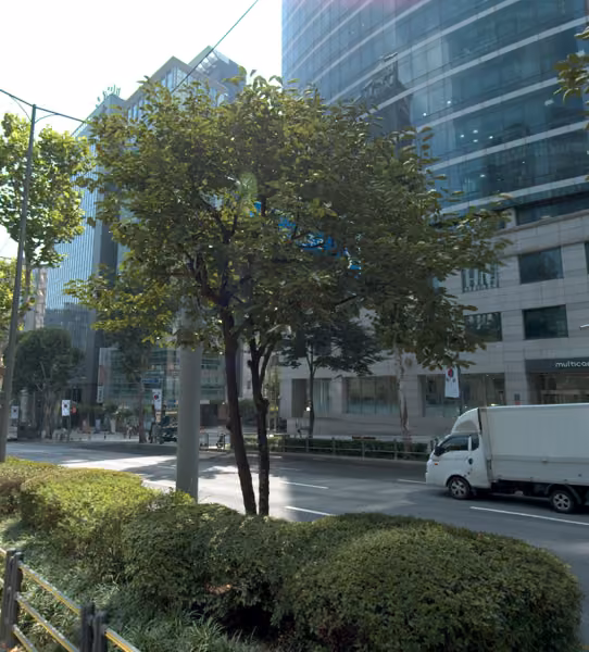 tree photo