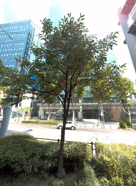 tree photo