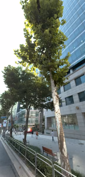 tree photo