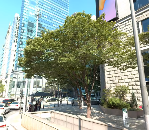 tree photo