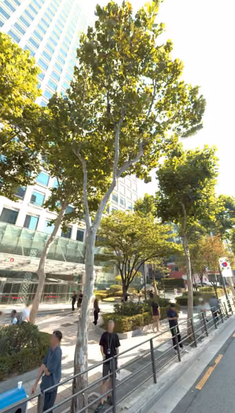tree photo