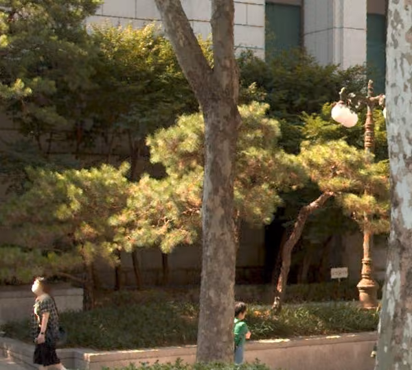 tree photo