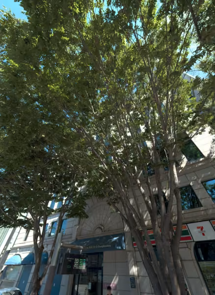 tree photo