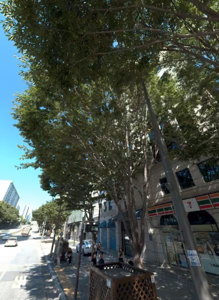 tree photo