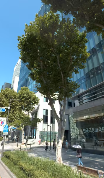tree photo
