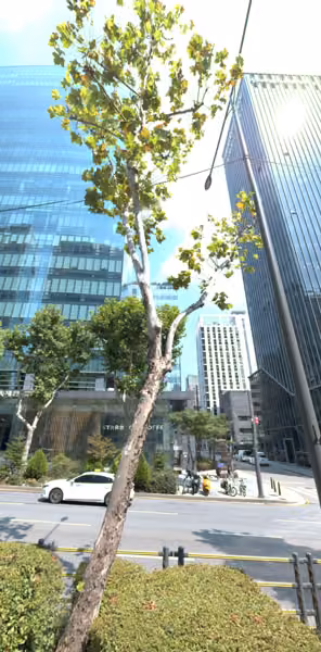tree photo