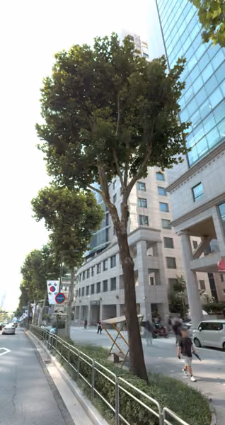 tree photo