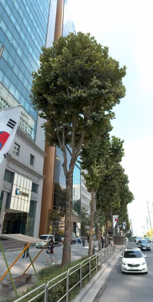 tree photo
