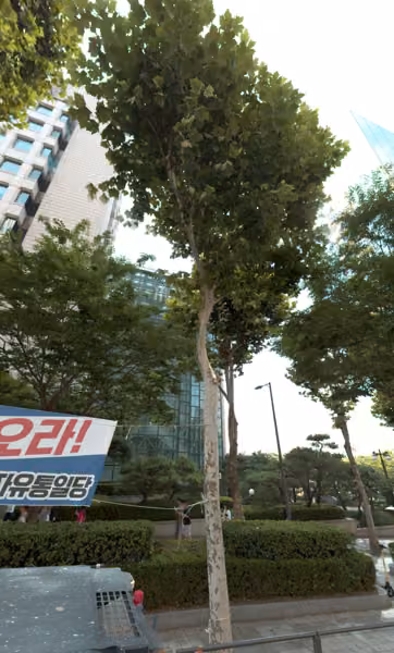 tree photo