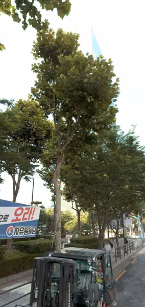 tree photo