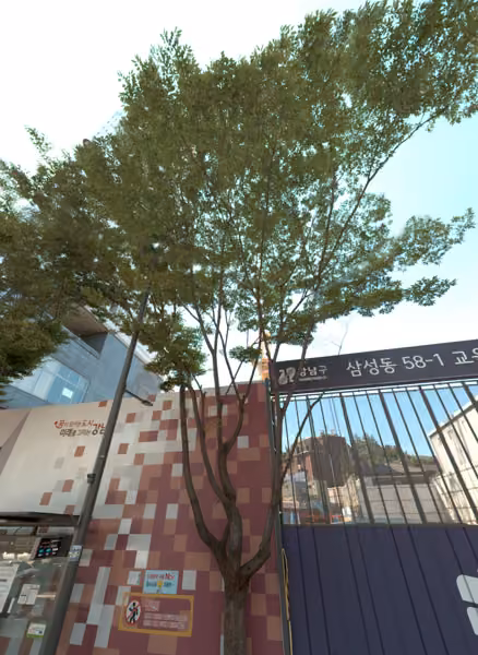 tree photo
