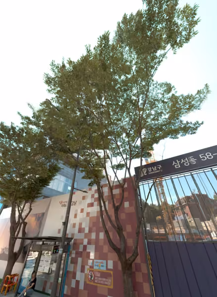 tree photo