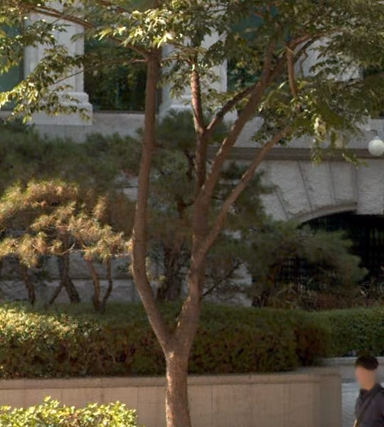 tree photo