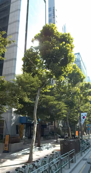 tree photo