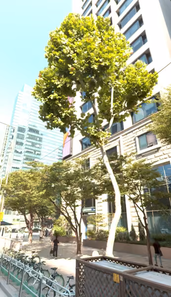 tree photo