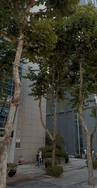 tree photo