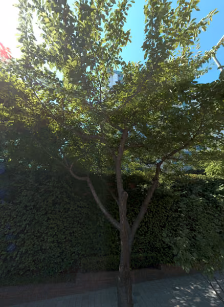 tree photo